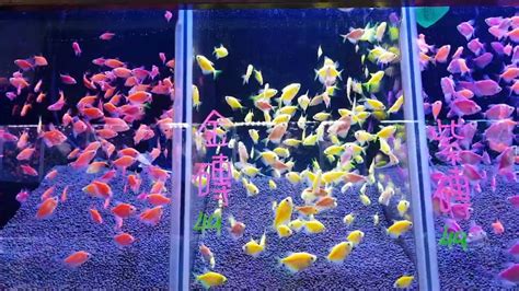 金磚魚好養嗎|金磚魚飼養心得報告 中央僅磚學校